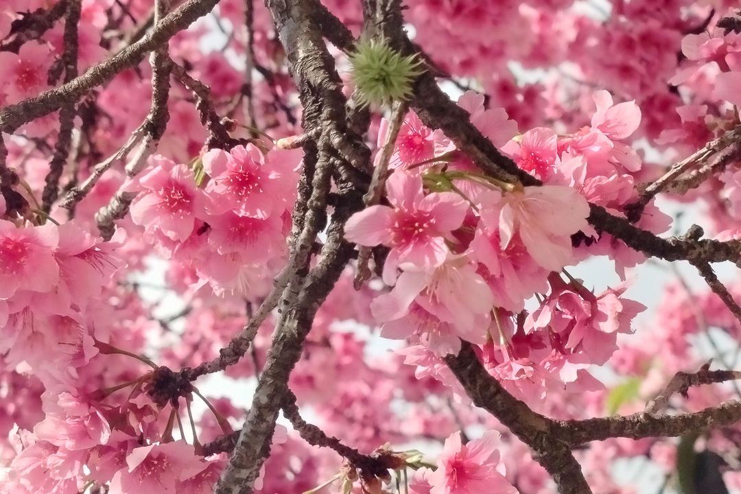 Fotografia de natureza