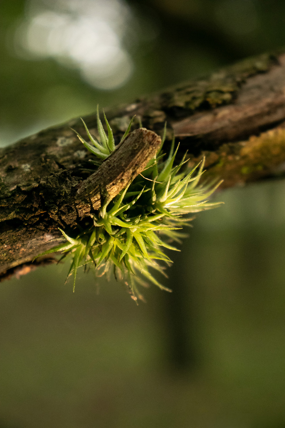 Micro Mundo, fotografia da coleção Silêncio