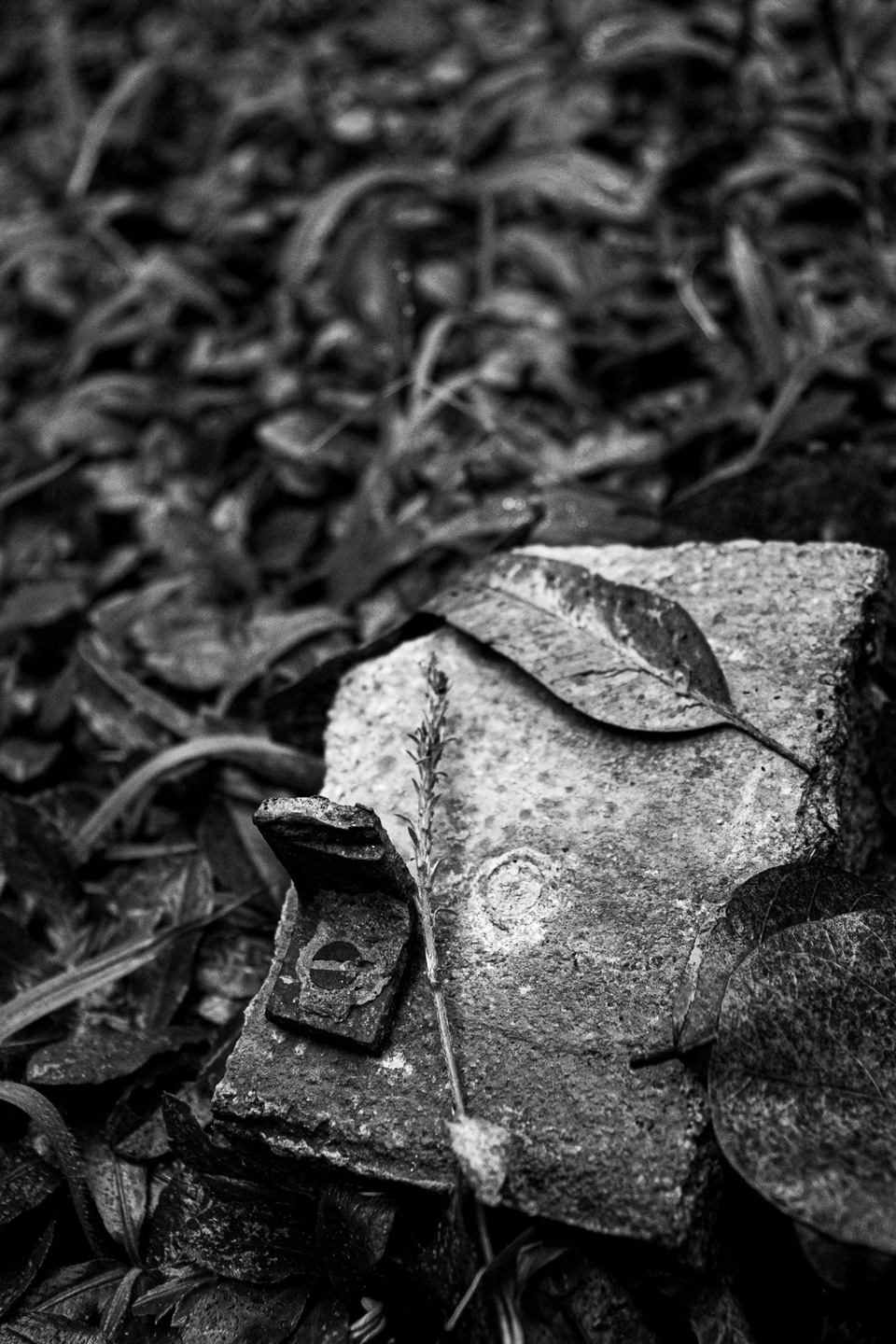 Uma Serena Batalha, fotografia da coleção Silêncio